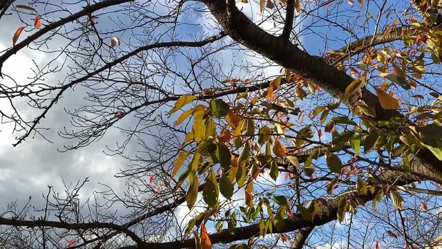 風に揺れる紅葉 桜並木 桜 初冬 スロー パン B-roll 桜紅葉_v02_00487(IMG_4873_2_MOV)
