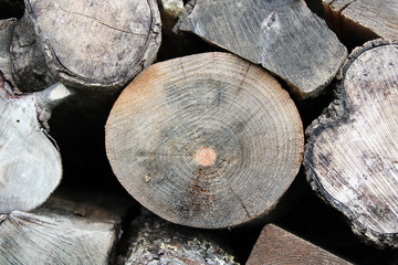 Sezione di legno rotondo