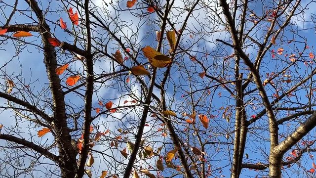 風に揺れる紅葉 桜並木 桜 初冬 スロー パンダウンして左にパン  B-roll 桜紅葉_v06_00491(IMG_4873_6_MOV)