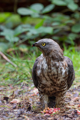 The European honey buzzard