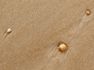 Fototapeta na wymiar the shells in the sand