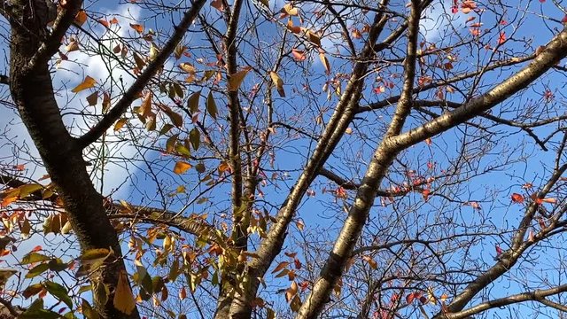 風に揺れる紅葉 桜並木 桜 初冬 スロー フィックス  B-roll 桜紅葉_v03_00488(IMG_4873_3_MOV)