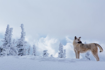 Lonely small grey dog in snowy forest