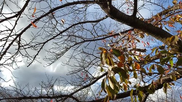風に揺れる紅葉 桜並木 桜 初冬 スロー フィックス   B-roll 桜紅葉_v07_00492(IMG_4873_7_MOV)