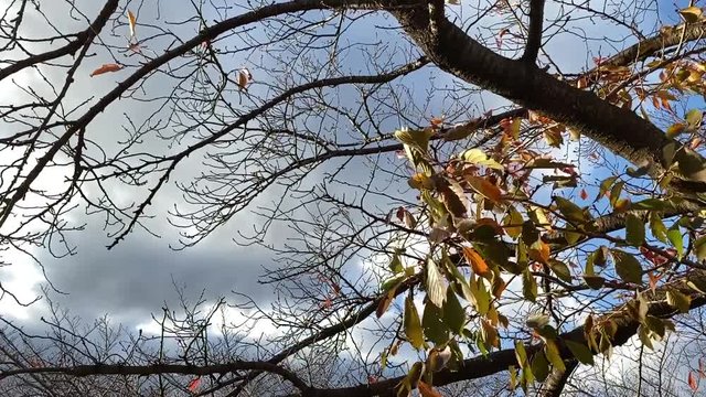 風に揺れる紅葉 桜並木 桜 初冬 フィックス B-roll 桜紅葉_v09_00494(IMG_4873_9_MOV)