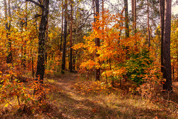 Forest. Beginning of autumn. The leaves began to turn yellow and blush, but still held on branches. Sunny day. A pleasant walk among the trees.