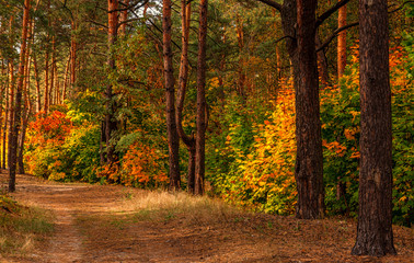 Fototapeta premium Forest. Beginning of autumn. The leaves began to turn yellow and blush, but still held on branches. Sunny day. A pleasant walk among the trees.
