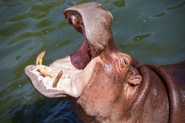Hippopotamus is opening its mouth to receive food in the lagoon.