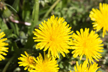 Löwenzahn in der Blüte