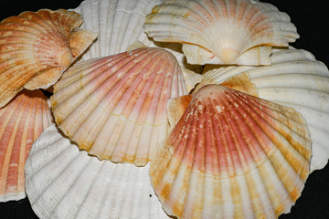 sea shells