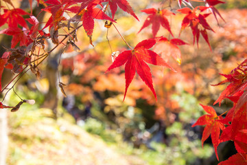 maple leaves in autumn
