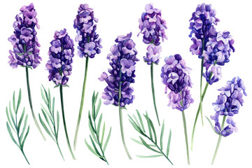 set of lavender, fragrant flowers on an isolated white background, botanical painting, watercolor illustration, hand drawing
