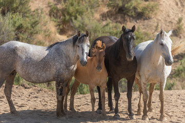 Fototapeta na wymiar Wild horses in Sand Wash Basin Colorado in Summer
