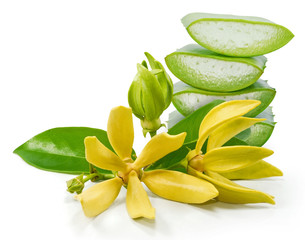 Magnolia champaca flower isolated on white background