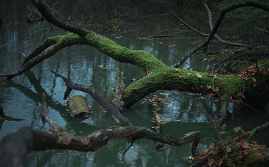 broken tree covered with moss in dark blue water