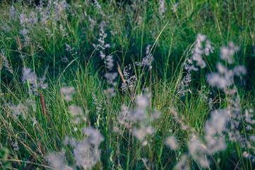 Planta verde com flores brancas 