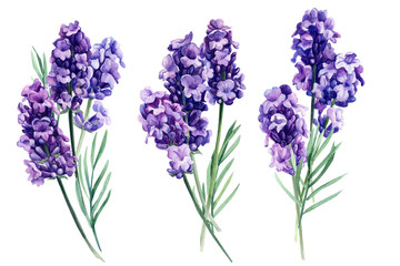 set of lavender, fragrant flowers on an isolated white background, botanical painting, watercolor illustration, hand drawing