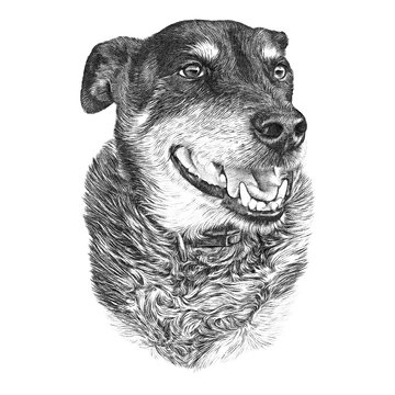 Portrait of a cute dog isolated on white background. Hand drawn vintage style sketch of a Dog with smile. Animal art collection: Dogs. Realistic Illustration of Pet. Design template. Good for t shirt