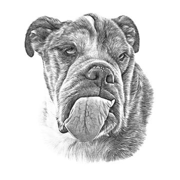Black and white sketch of Neapolitan Mastiff Dog isolated on white background. Realistic Dog portrait. Animal Art collection: Dogs. Hand Painted Illustration of Pets. Design template. Good for t shirt