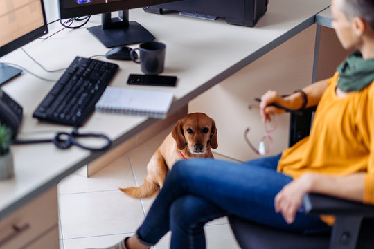 Dog Sitting Under The Desk In The Office