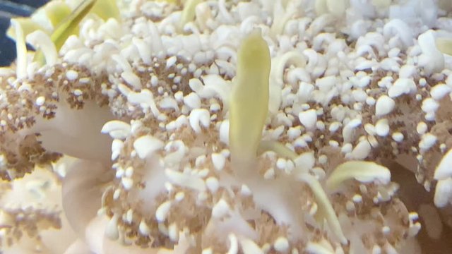 サカサクラゲ,クラゲ,水母,海月,海の生物,大阪市,ジェリーフィッシュ,海の動物,刺胞毒,逆さ水母,逆さ海月,サカサクラゲ科,根口クラゲ目,サカサクラゲ属,海遊館,触手,群れ,フワフワ,浮遊,水中,屋内,有毒,水中写真