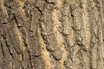 Poplar bark tree texture. Abstract wood background. Minimalistic eco lifestyle.
