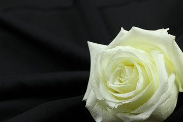 Fototapeta premium Beautiful single white rose on black background