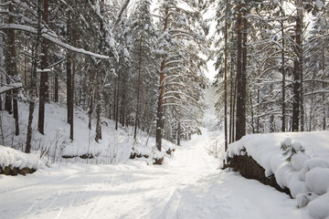 winter forest covered with white fluffy snow