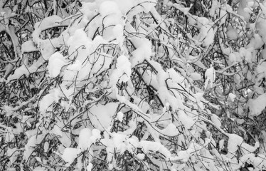 winter forest covered with white fluffy snow