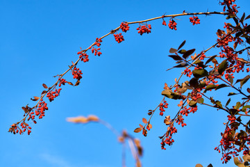 Red barberry berries against the blue sky