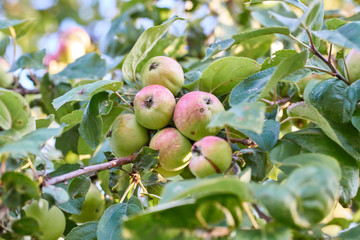 ripe apples on a tree