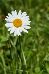 Fototapeta premium daisy in the grass