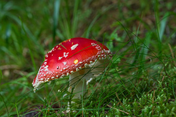 Fly agaric, fly amanita (Amanita muscaria) mushroom in the green grass in the woods. Toxic, poisonous mushroom with a red hat and white dots. Natural light. Selective focus.