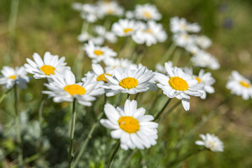 Wild white daisies (Bellis perennis) on meadow in mountain. Close up view. Selective focus. National park Rila. Beautiful bulgarian mountains. © RaDa