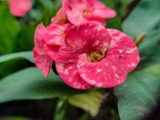 pink orchid in the garden