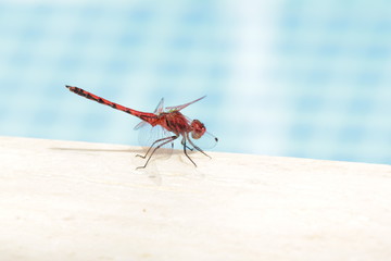 red dragonfly