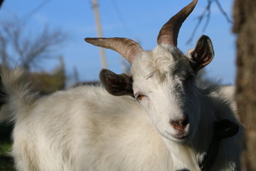 Fototapeta premium the goat look out with curiosity