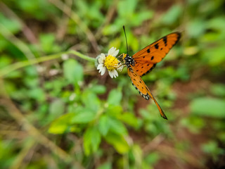 butterfly on flower