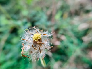 A beautiful dandelion flower in the garden