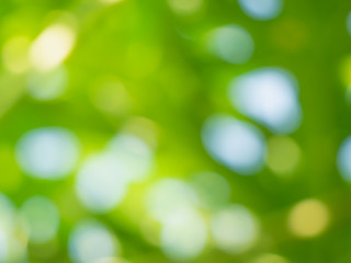 Obraz premium Jasny zielony niewyraźne tło bokeh.