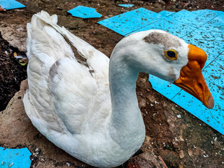  a beautiful portrait of a goose
