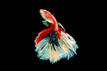 The moving moment beautiful of red and white siamese betta fish or fancy betta splendens fighting fish in thailand on black background. Thailand called Pla-kad or half moon biting fish.