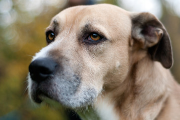close up of a dog's face with a black big nose. beautiful golden eyes. looking far. outdoor.Animal head close up shot.