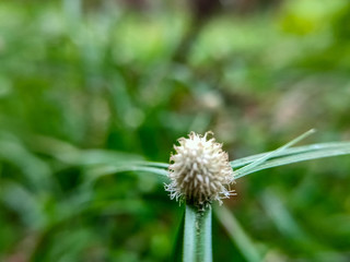 dandelion in grass