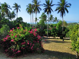 Palm trees in the park