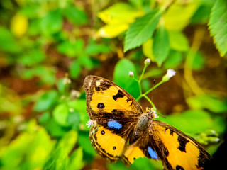  beautiful yellow blue butterfly on flower 