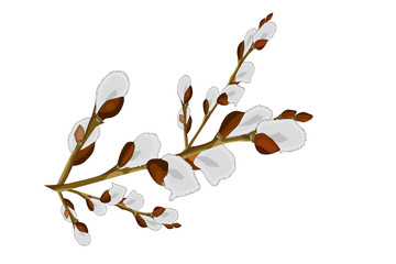 Pussy willow branches isolated on white background. Cartoon style willow catkin. For card, postcard, cover, invitation, wedding, mothers day, birthday, Easter greeting card. Stock vector illustration.