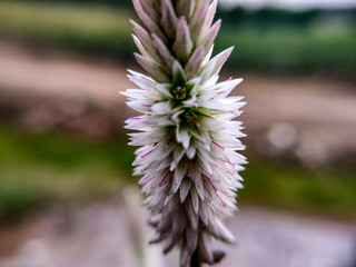 Beautiful flowers of grass 