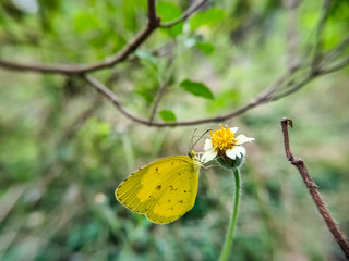 Yellow buffterfly on yellow flower