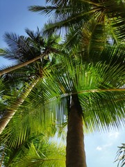 Palm tree on background of blue sky